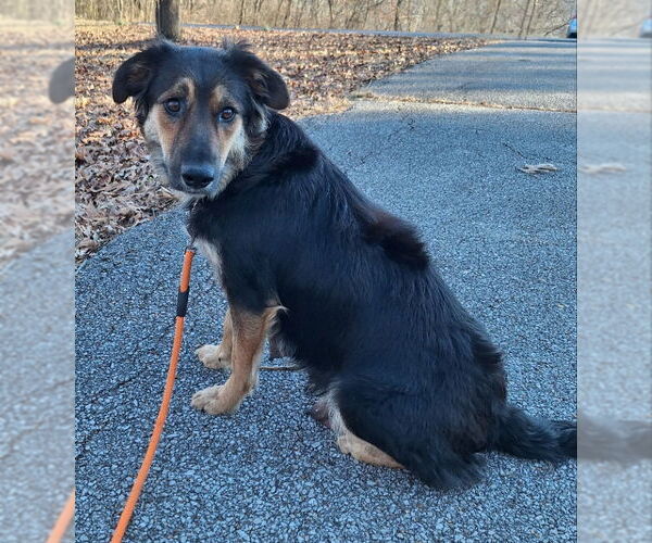 Medium Photo #2 Australian Shepherd-Unknown Mix Puppy For Sale in House Springs, MO, USA