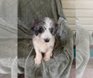 Aussiedoodle Puppy for sale in BREMEN, AL, USA