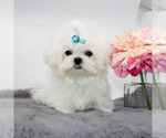 Small #3 Maltese