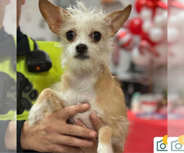 Medium Photo #3 Chihuahua-Unknown Mix Puppy For Sale in St. Louis Park, MN, USA