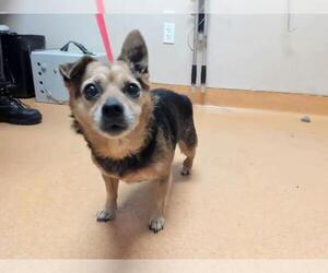 Chihuahua Dogs for adoption in Martinez, CA, USA