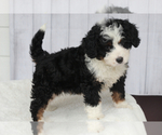 Small Photo #4 Goldendoodle Puppy For Sale in ITASCA, TX, USA