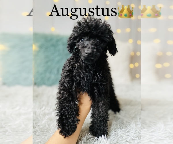 Medium Photo #12 Poodle (Toy) Puppy For Sale in COOKEVILLE, TN, USA