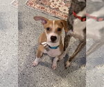 Small #2 Labrador Retriever Mix