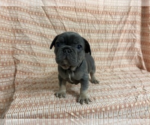 French Bulldog Puppy for sale in MANCHESTER, MI, USA