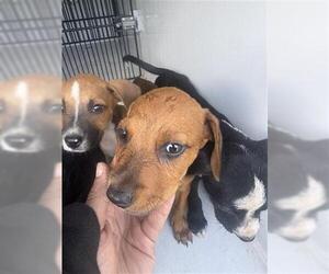 Labrador Retriever-Unknown Mix Dogs for adoption in Houston, TX, USA