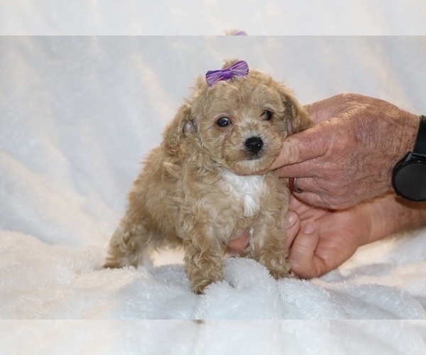 Medium Photo #28 Poodle (Toy) Puppy For Sale in DYERSBURG, TN, USA