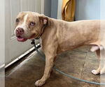 Small #3 American Pit Bull Terrier Mix