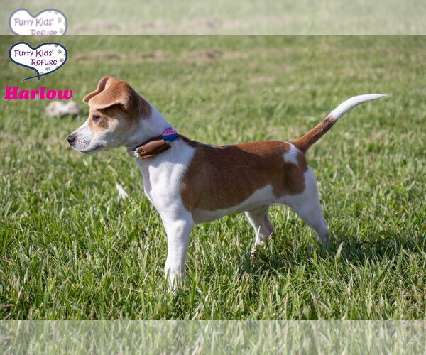 Medium Photo #3 Beagle-Unknown Mix Puppy For Sale in Lee's Summit, MO, USA