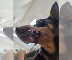 Small #4 Miniature Pinscher Mix