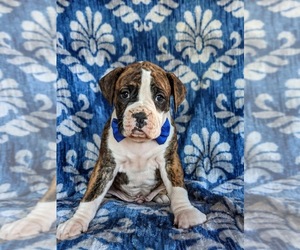 Boxer Puppy for sale in KIRKWOOD, PA, USA