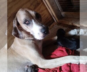 Mother of the Great Dane puppies born on 07/14/2019