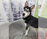 Small Photo #3 Huskies -Unknown Mix Puppy For Sale in Elmsford, NY, USA