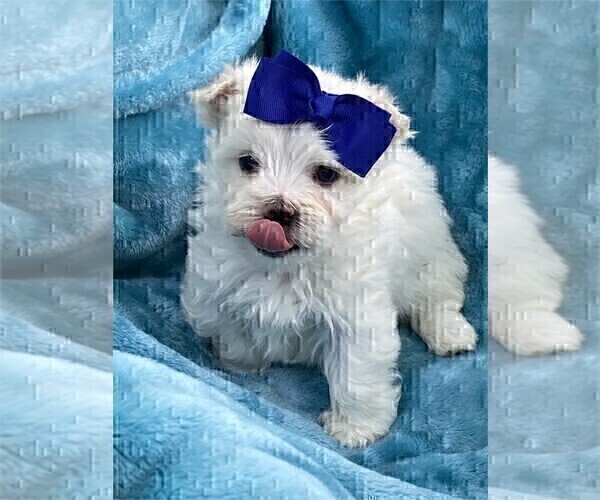 Medium Photo #9 Maltese Puppy For Sale in TAMPA, FL, USA