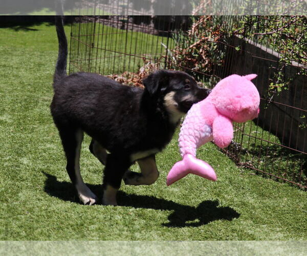 Medium Photo #5 German Shepherd Dog-Unknown Mix Puppy For Sale in San Diego, CA, USA