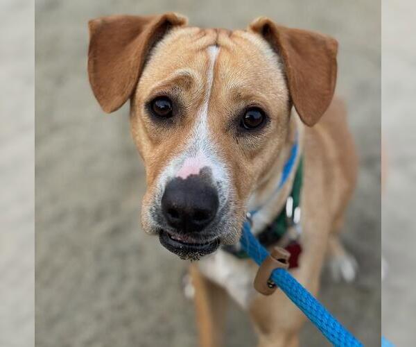 Medium Photo #2 Labrador Retriever-Unknown Mix Puppy For Sale in San Diego, CA, USA