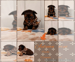Image preview for Ad Listing. Nickname: Autumn