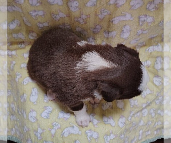 Medium Photo #48 Border Collie Puppy For Sale in NORBORNE, MO, USA