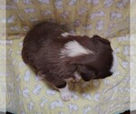 Small Photo #48 Border Collie Puppy For Sale in NORBORNE, MO, USA