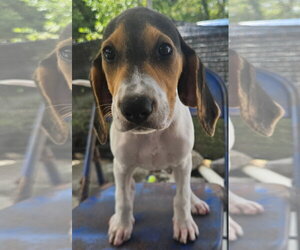 Coonhound-Unknown Mix Dogs for adoption in Tracy City, TN, USA