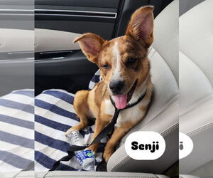 Australian Shepherd-Unknown Mix Dogs for adoption in Los Angeles, CA, USA