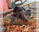 Small #12 Mutt