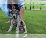 Small Photo #3 Great Dane Puppy For Sale in SHILOH, OH, USA