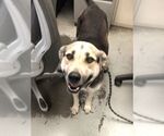 Small #1 German Shepherd Dog Mix