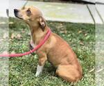 Small #2 Chihuahua Mix