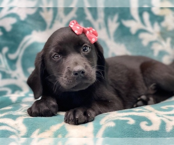 Medium Photo #12 Labrador Retriever Puppy For Sale in LAKELAND, FL, USA