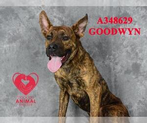 Mutt Dogs for adoption in Stockton, CA, USA