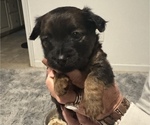 Puppy Puppy 1 Chihuahua-Chiweenie Mix