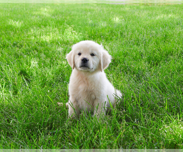 Medium Photo #1 English Cream Golden Retriever Puppy For Sale in SYRACUSE, IN, USA