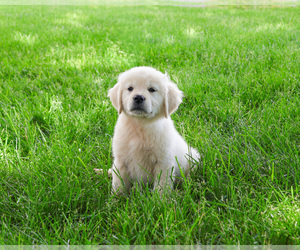 English Cream Golden Retriever Puppy for sale in SYRACUSE, IN, USA