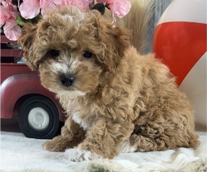 Poodle (Toy) Puppy for sale in CANOGA, NY, USA