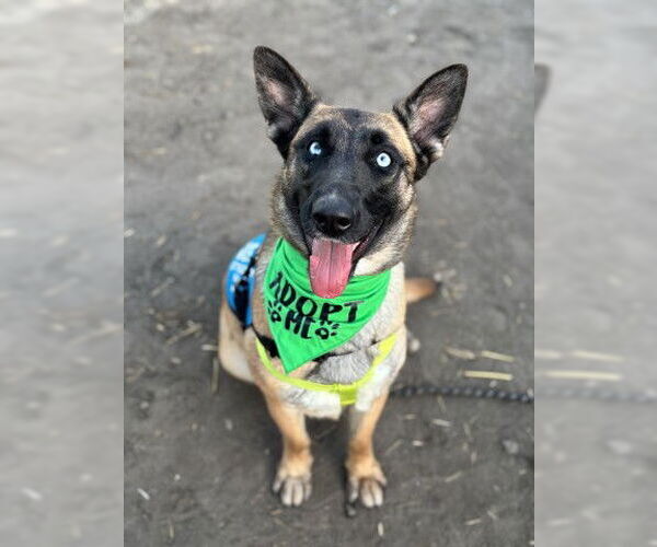 Medium Photo #1 Mutt Puppy For Sale in San Bernardino, CA, USA