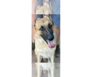 German Shepherd Dog Dogs for adoption in Los Lunas, NM, USA