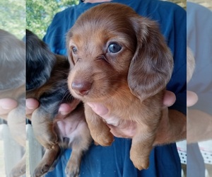 Dachshund Puppy for sale in HACKETT, AR, USA