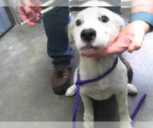 Pointer-Unknown Mix Dogs for adoption in Tulsa, OK, USA