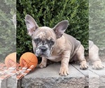 Dixie - Female French Bulldog Puppy for Sale - Photo #4