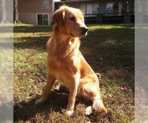 Medium Photo #1 Golden Retriever Puppy For Sale in LEESBURG, VA, USA