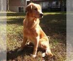 Small Photo #1 Golden Retriever Puppy For Sale in LEESBURG, VA, USA