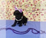 Image preview for Ad Listing. Nickname: Tiny Carmen