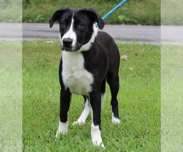 Medium Photo #4 Mutt Puppy For Sale in Prattville, AL, USA