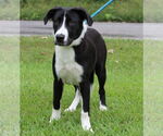 Small #3 Mutt