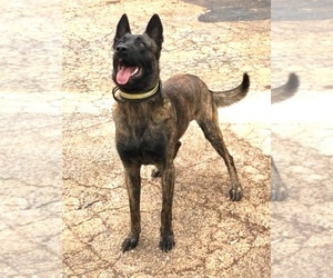 Father of the Dutch Shepherd Dog puppies born on 07/03/2026