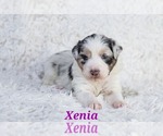 Puppy Xenia Australian Shepherd