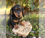 Small #2 Dachshund
