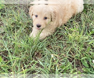 Goldendoodle Puppy for sale in BRADENTON, FL, USA