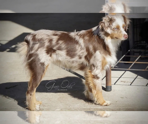 Miniature Australian Shepherd Puppy for Sale in HOUSTON, Texas USA